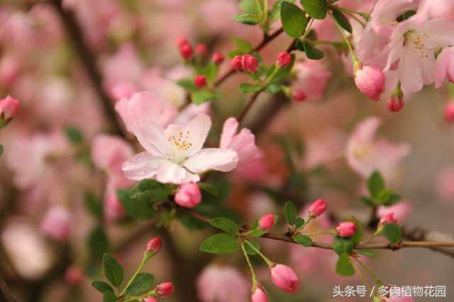 海棠花，素有国艳美誉，花开似锦，你怎么不想将她拥入怀中