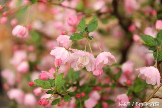 海棠花，素有国艳美誉，花开似锦，你怎么不想将她拥入怀中