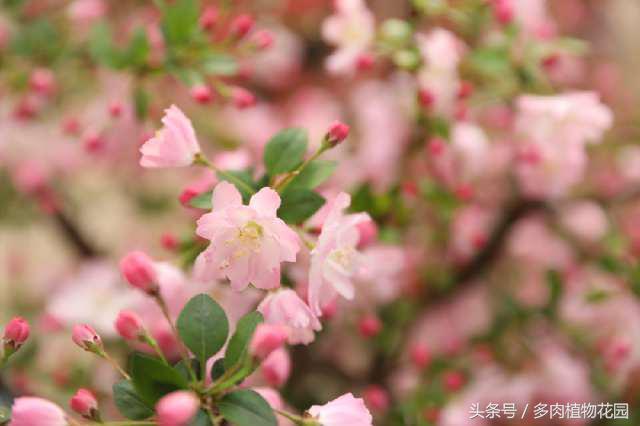 海棠花，素有国艳美誉，花开似锦，你怎么不想将她拥入怀中