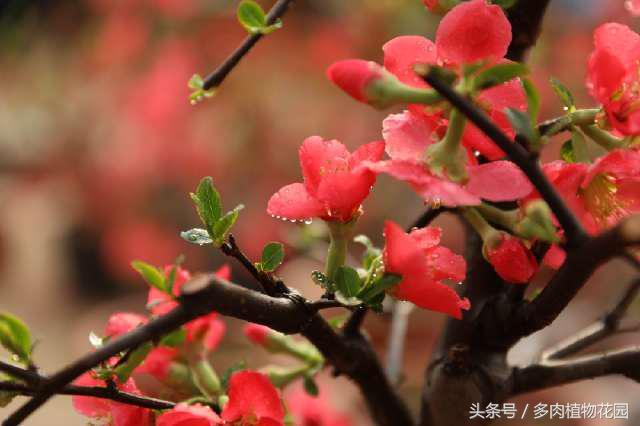 海棠花，素有国艳美誉，花开似锦，你怎么不想将她拥入怀中