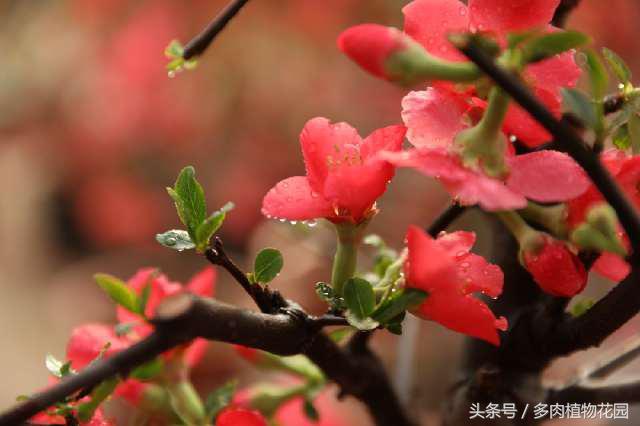 海棠花，素有国艳美誉，花开似锦，你怎么不想将她拥入怀中