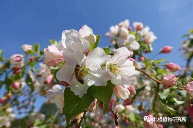 春天赏海棠：50幅海棠花图 50个海棠品种