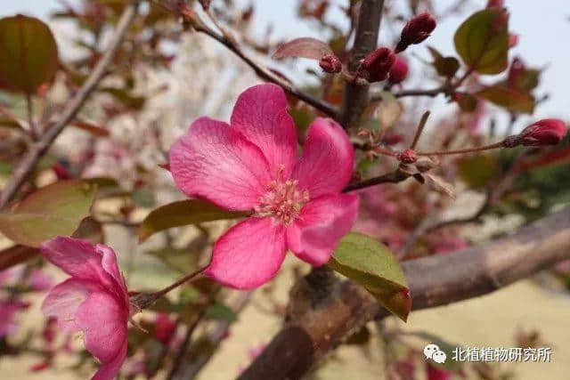 春天赏海棠：50幅海棠花图 50个海棠品种