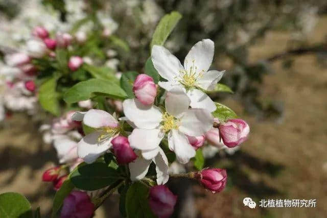 春天赏海棠：50幅海棠花图 50个海棠品种