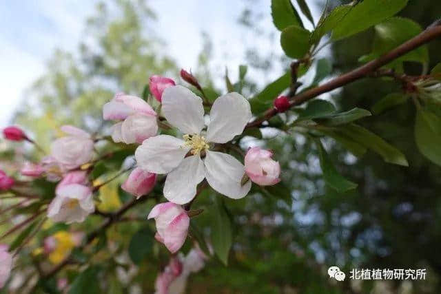 春天赏海棠：50幅海棠花图 50个海棠品种