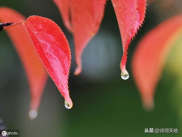 秋雨，是流泪的诗