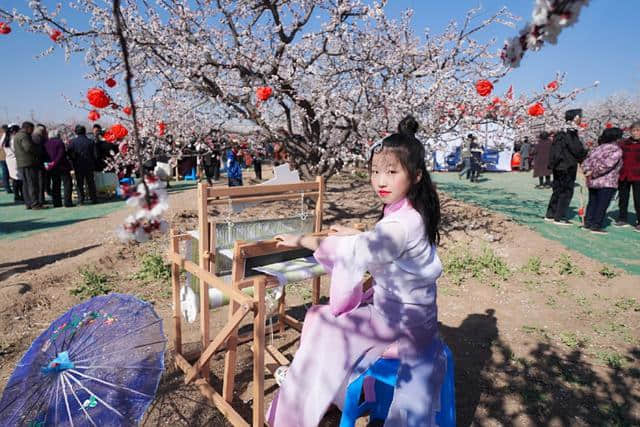 杏花撩春意，这一方沃土，开出五色彩锦