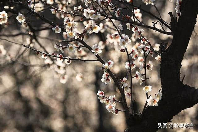 读一首诗李商隐《忆梅》，赏春时突然想家，无端怨恨梅花