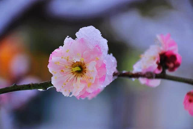 雪，有这么多可爱的别称