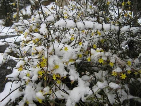 历代诗人都写过雪花，独岑参的雪花诗写出了最高境界，美得醉人！