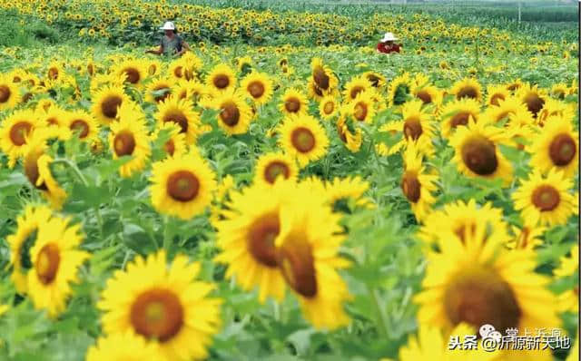 「我爱你沂源」这里是鲁村！