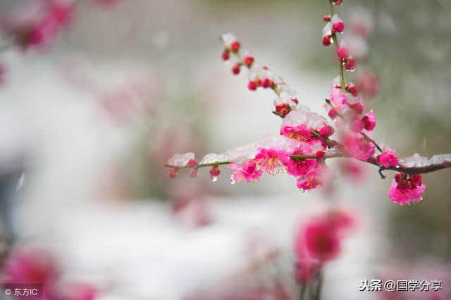 梅香傲雪，100首古人写梅的诗词，读完见梅赋诗