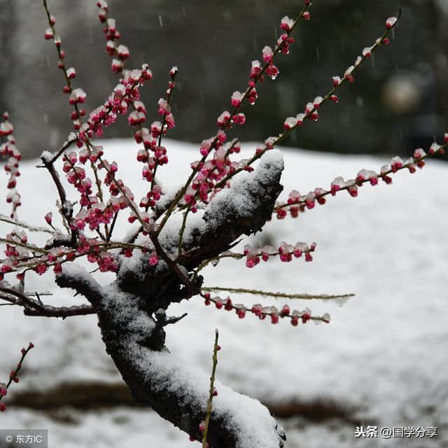 梅香傲雪，100首古人写梅的诗词，读完见梅赋诗