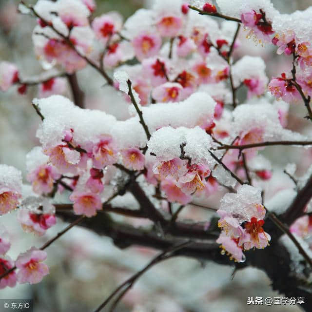 梅香傲雪，100首古人写梅的诗词，读完见梅赋诗