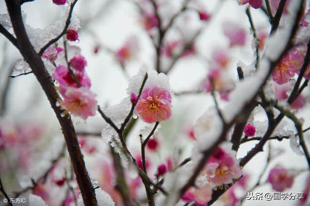 梅香傲雪，100首古人写梅的诗词，读完见梅赋诗