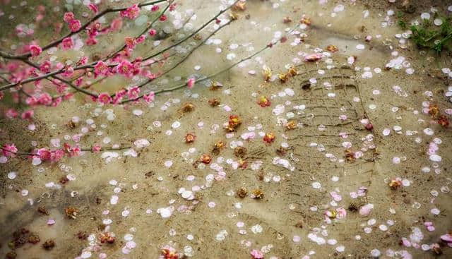 「方志四川传统文化」朱丹 ‖ 古诗词中的“那些花儿”——梅花