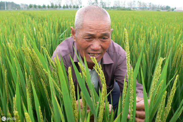 陪着孩子读经典：从《天工开物》看起源于中国的水稻种植