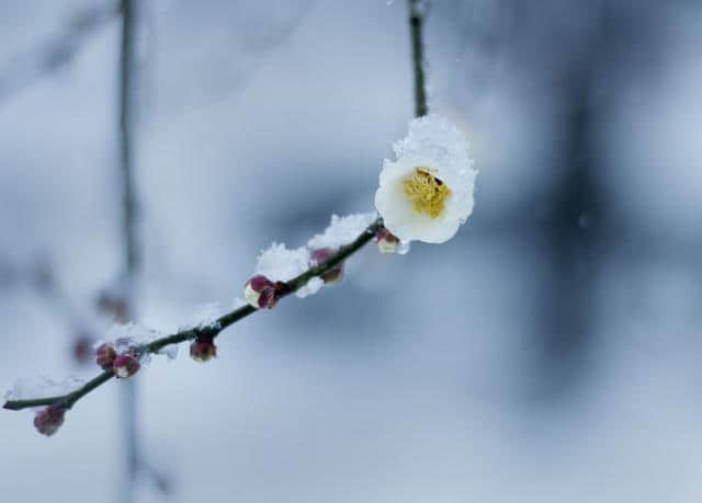 6首描写雪花的诗句，从此爱上寒冬