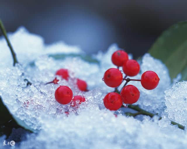 6首描写雪花的诗句，从此爱上寒冬