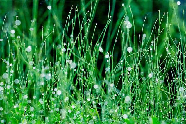 100句写“雨”名句集锦，你全会吗？