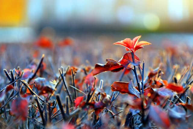 《天边树若荠,江畔洲如月》秋景《北方,北方》