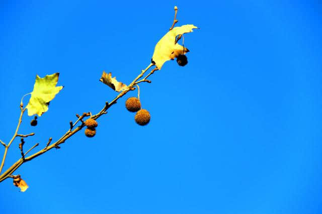 《天边树若荠,江畔洲如月》秋景《北方,北方》