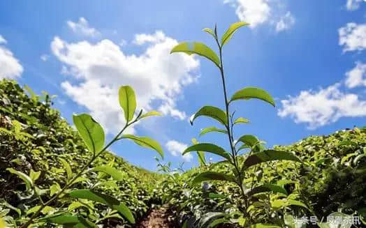 凤凰品鉴｜武夷岩茶密云龙系列