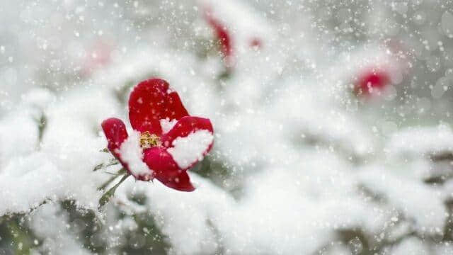 表达下雪的经典的说说，精致走心，发朋友圈很受欢迎！