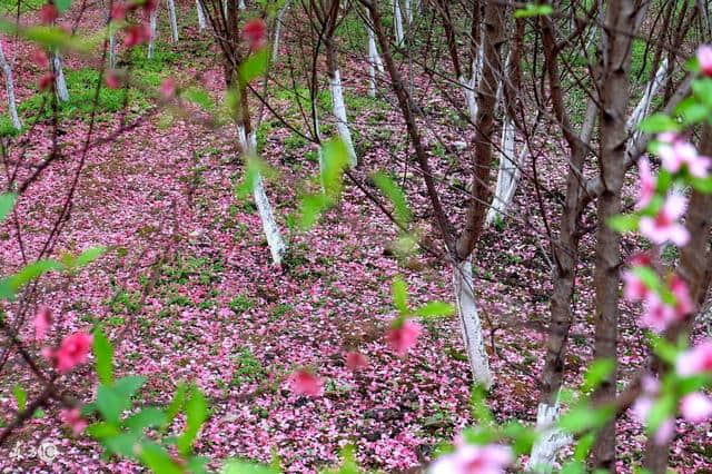 关于写花的诗词，你知道多少？原创七绝《花仙子》美得让人窒息！