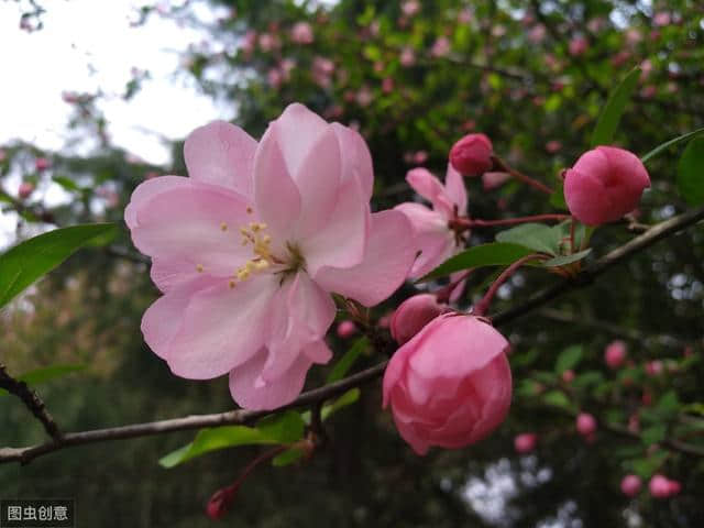 海棠花里品种多，你知道哪种花期最长？为你一一盘点