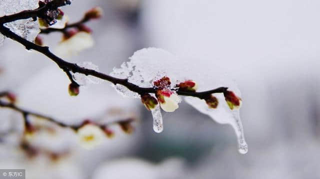 十首写大雪的绝句，十种个性不同的雪，十种红尘中的过客