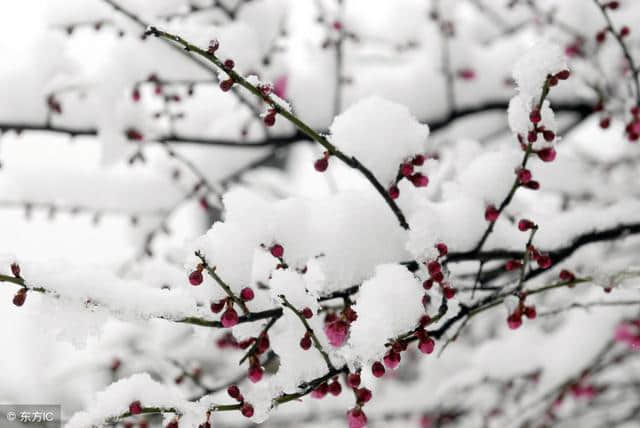 十首写大雪的绝句，十种个性不同的雪，十种红尘中的过客