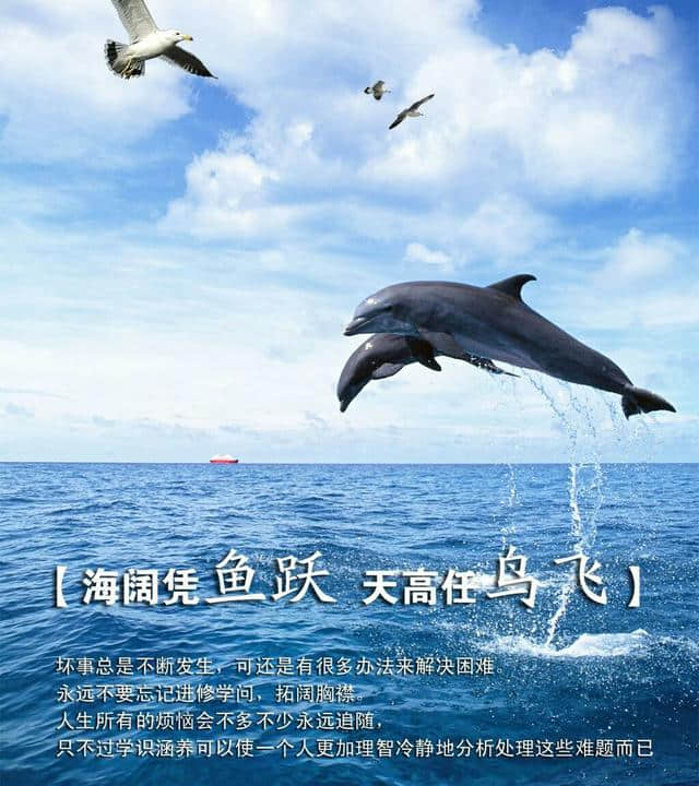 海阔凭鱼跃，天高任鸟飞！