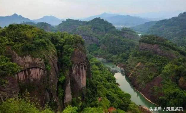 武夷茶王密云龙，非遗传承十年路