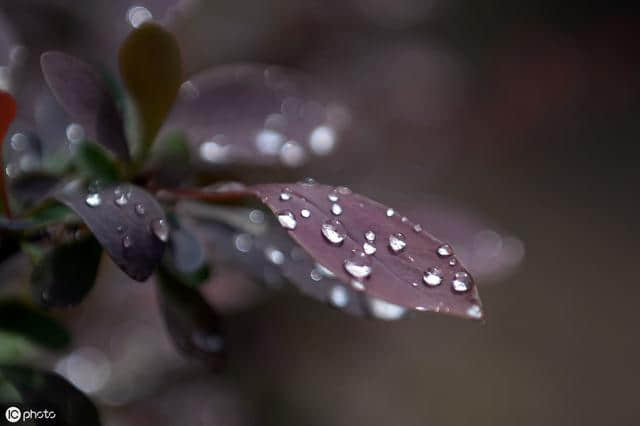 描写春花、春雨的优美段落集锦，春游写作必备干货！