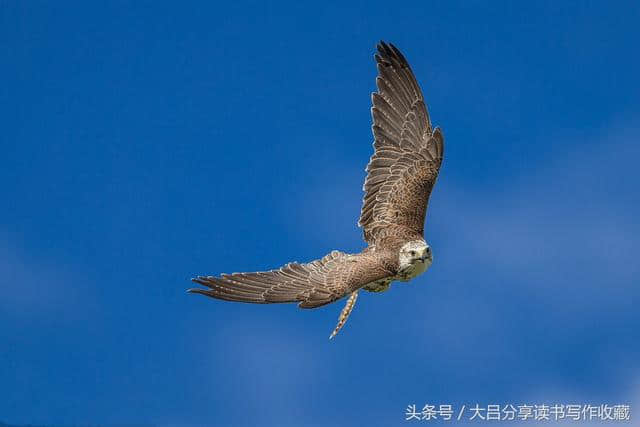 海东青：至今存活的猛禽！以大雁脑浆为食！