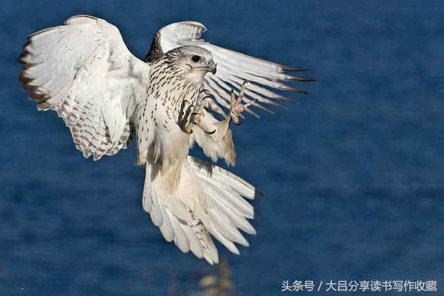 海东青：至今存活的猛禽！以大雁脑浆为食！