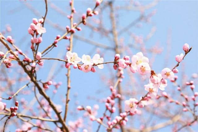 关于春天的美景，全都定格在这十首唐诗里