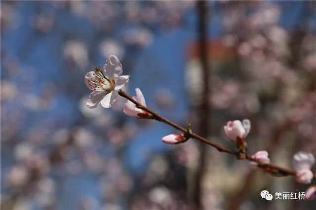 最美三月天，我们在红桥桃花堤等你来