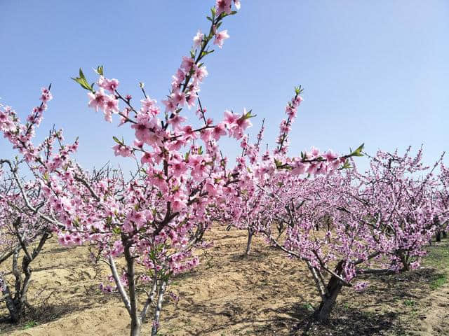 桃花坞里桃花庵