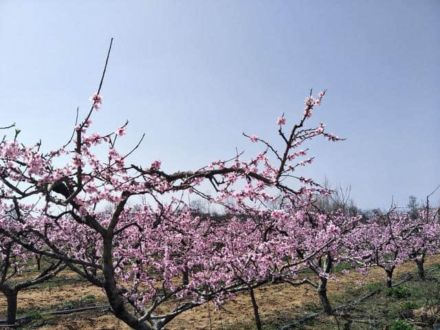 桃花坞里桃花庵