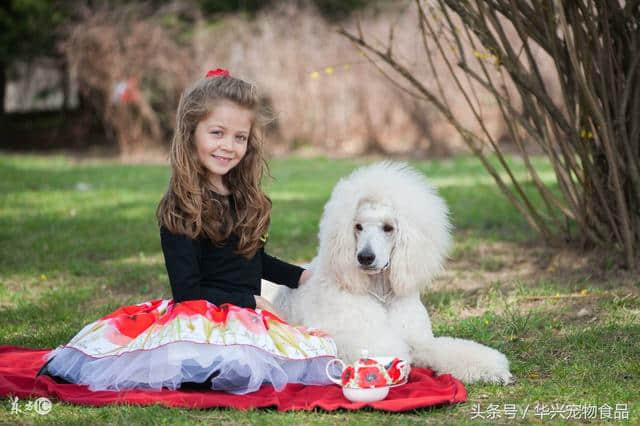 每日一宠-我叫贵妇犬或者贵宾犬，不要再叫我泰迪了！我不是玩具