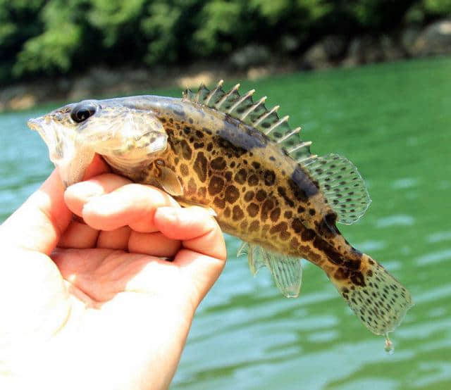 桃花流水鳜鱼肥，此鱼最为鲜美肥腴