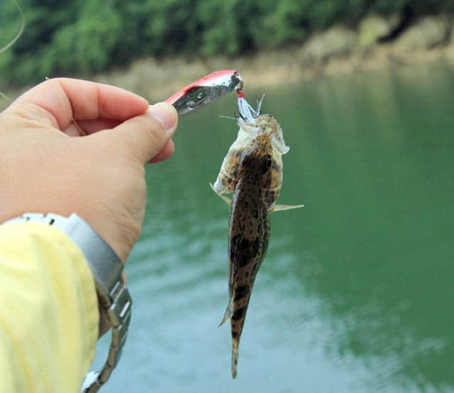 桃花流水鳜鱼肥，此鱼最为鲜美肥腴