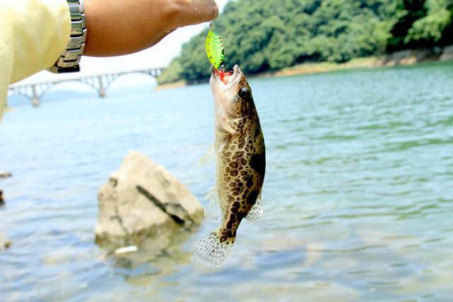 桃花流水鳜鱼肥，此鱼最为鲜美肥腴