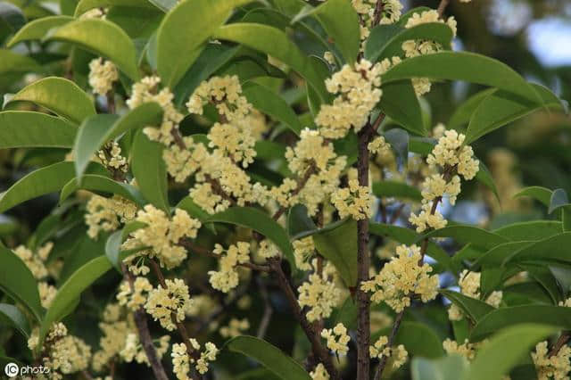 「原创」七绝·桂花吟