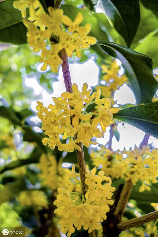 「原创」七绝·桂花吟