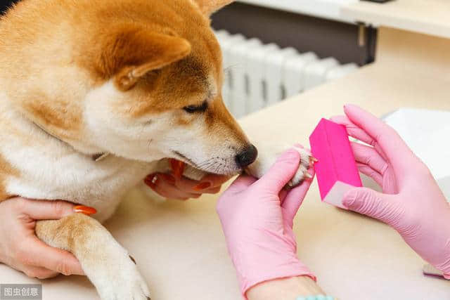 别告诉我你不知道，贵妇犬日常护理的技术