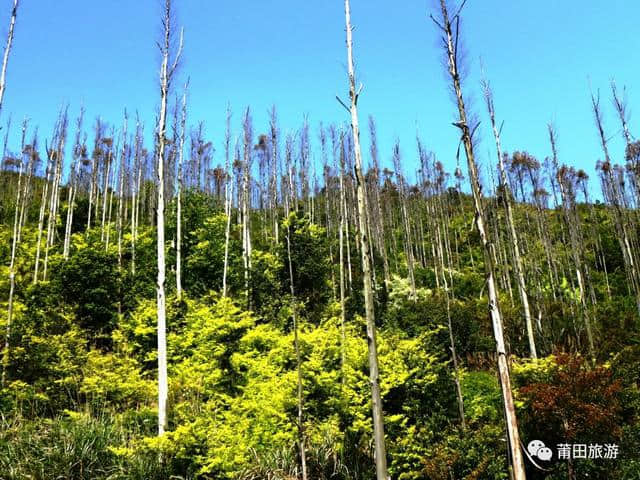 一条莆田最美的山间公路