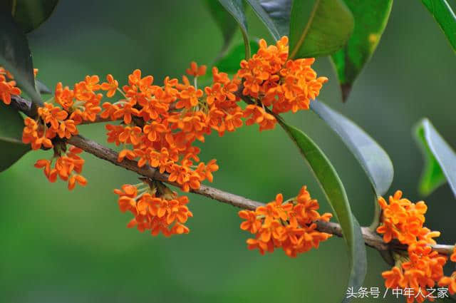 中年之悟：秋吟桂花诗，清香满心胸